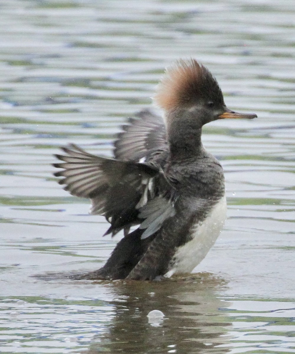 Hooded Merganser - ML616068416