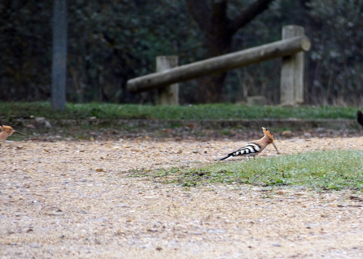 Eurasian Hoopoe - ML616068421