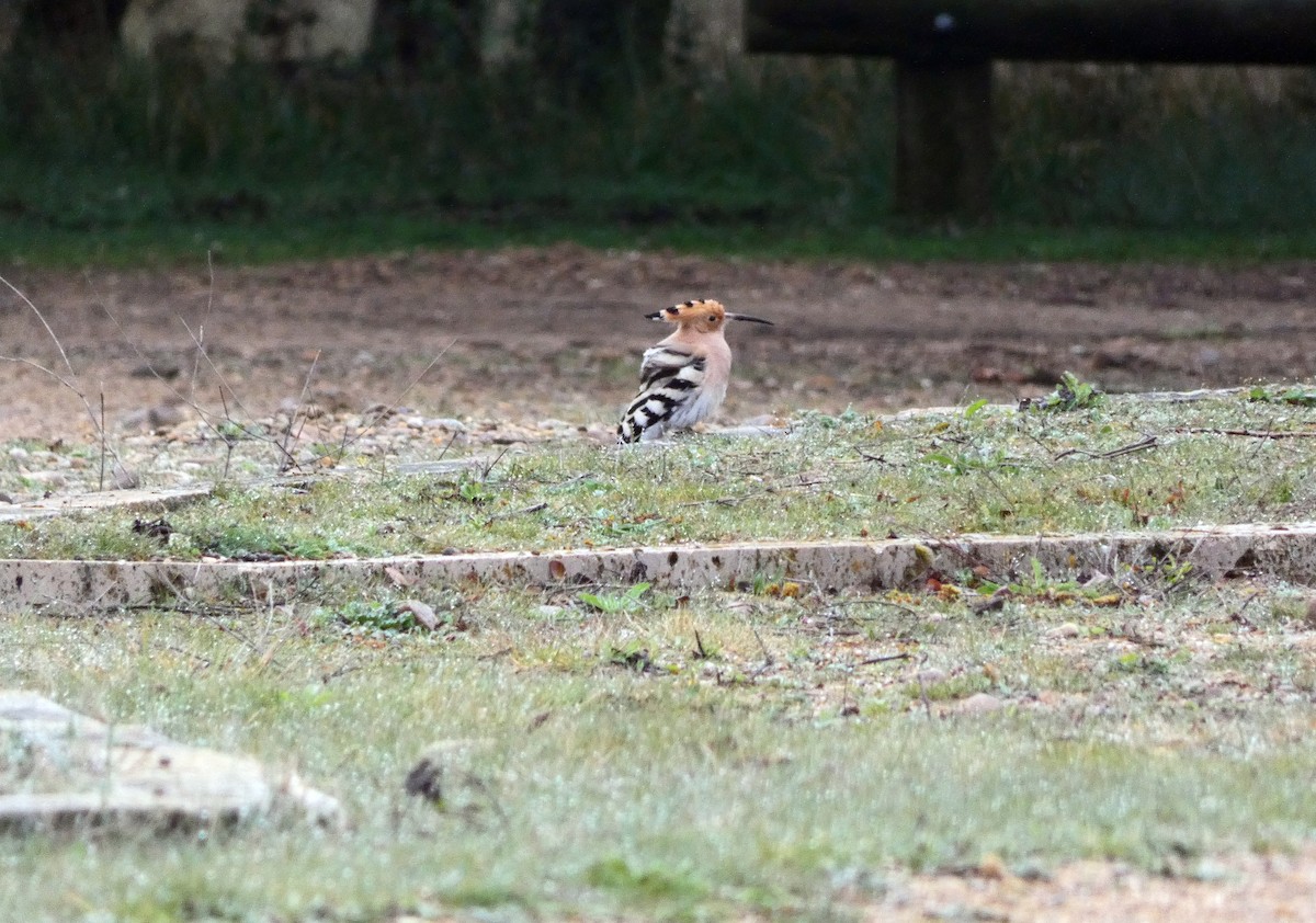 Eurasian Hoopoe - ML616068439