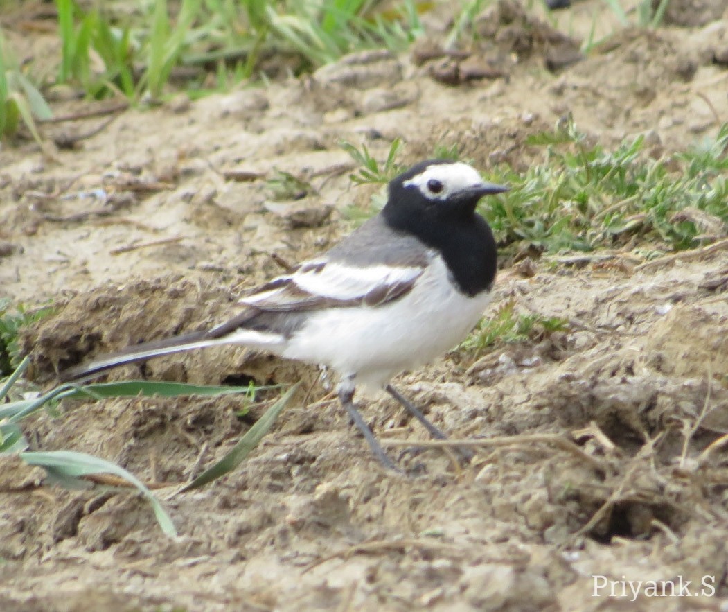 White Wagtail - ML616068453