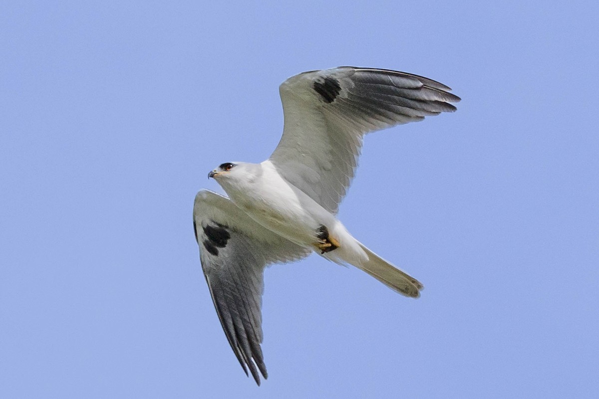 White-tailed Kite - ML616068454