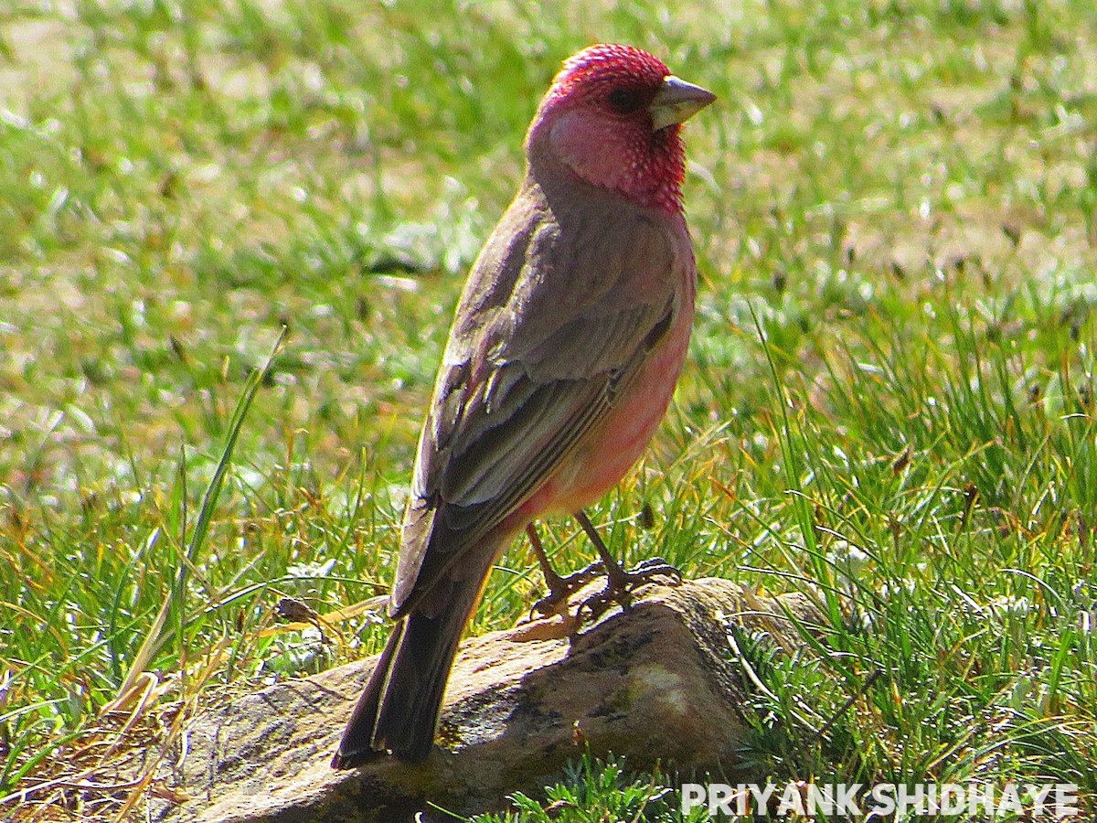 Great Rosefinch - Priyank Shidhaye