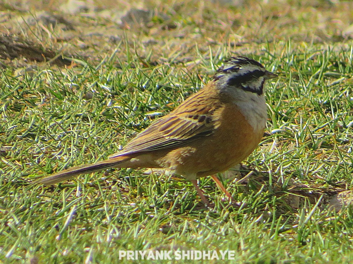 Rock Bunting - ML616068463