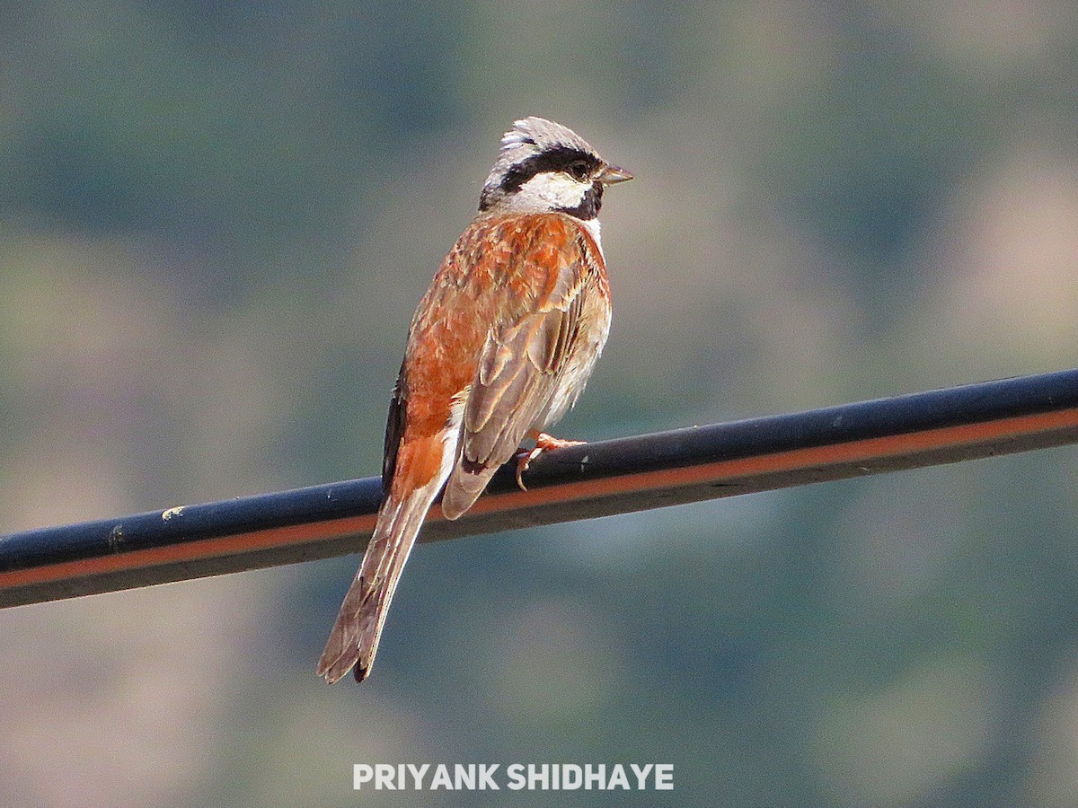 White-capped Bunting - ML616068467