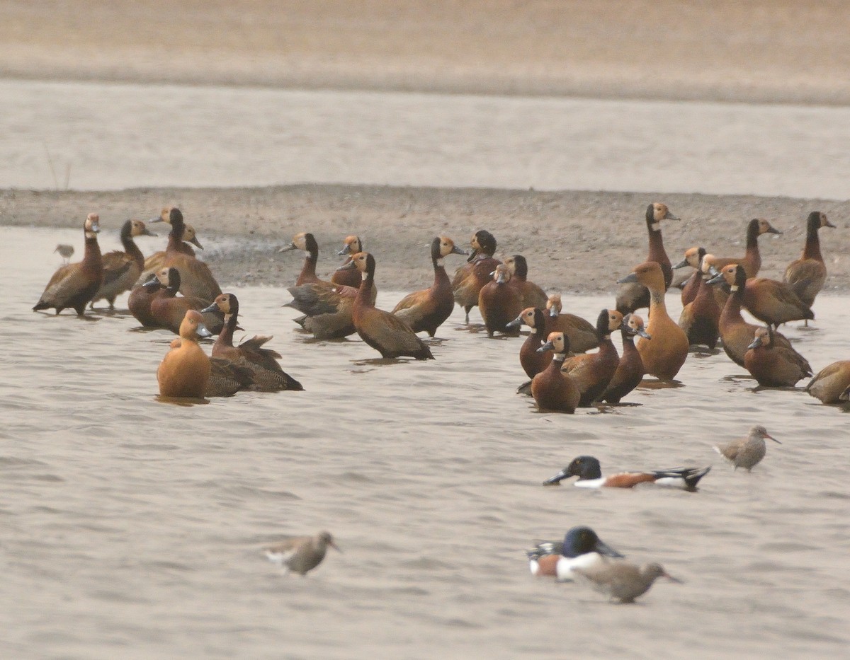 Fulvous Whistling-Duck - ML616068472
