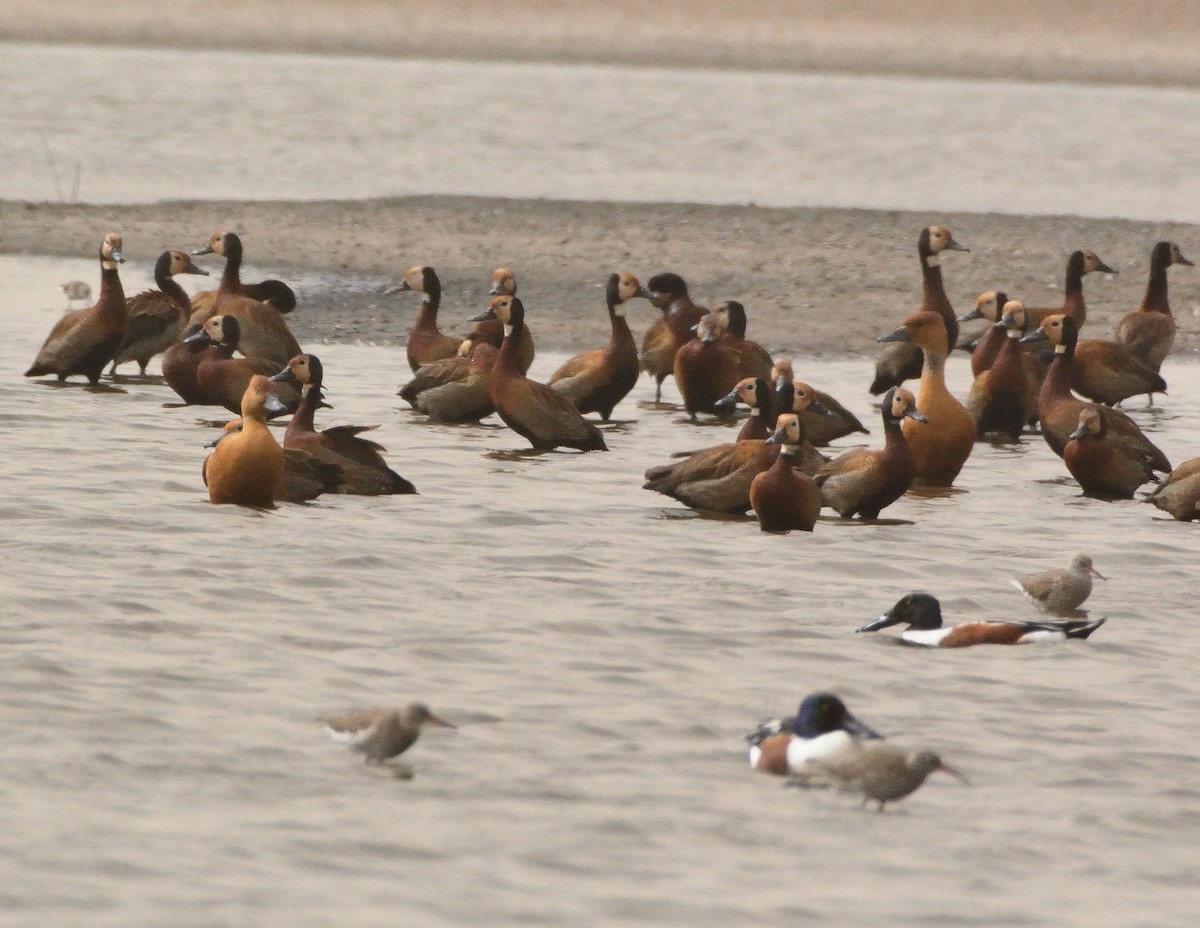 Fulvous Whistling-Duck - ML616068473