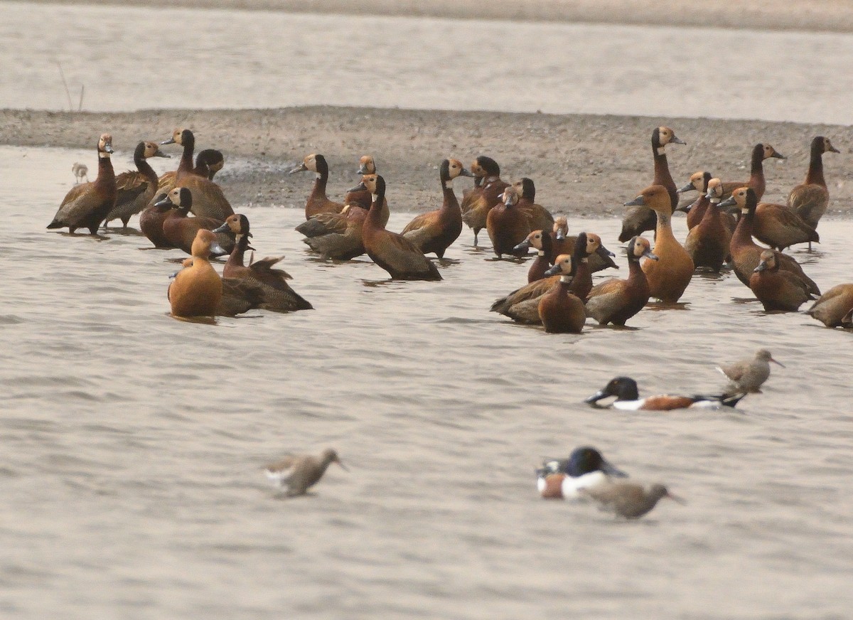 Fulvous Whistling-Duck - ML616068474