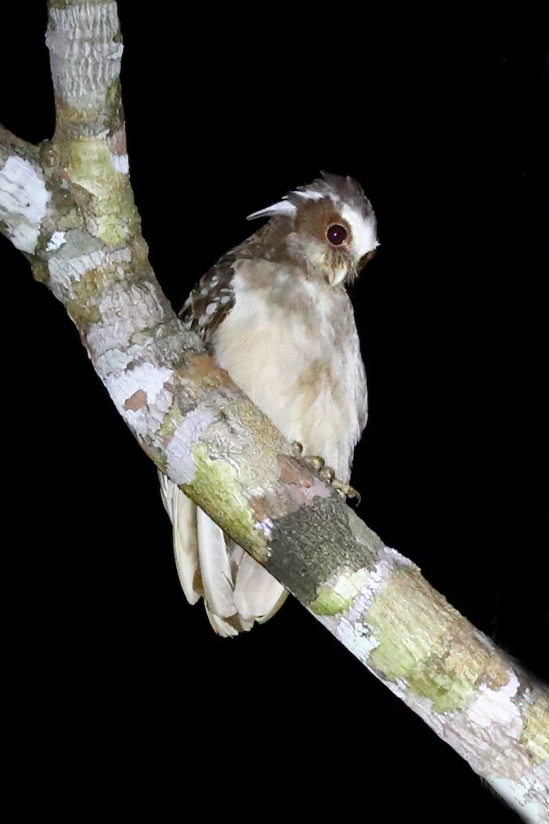 Crested Owl - Josef Widmer