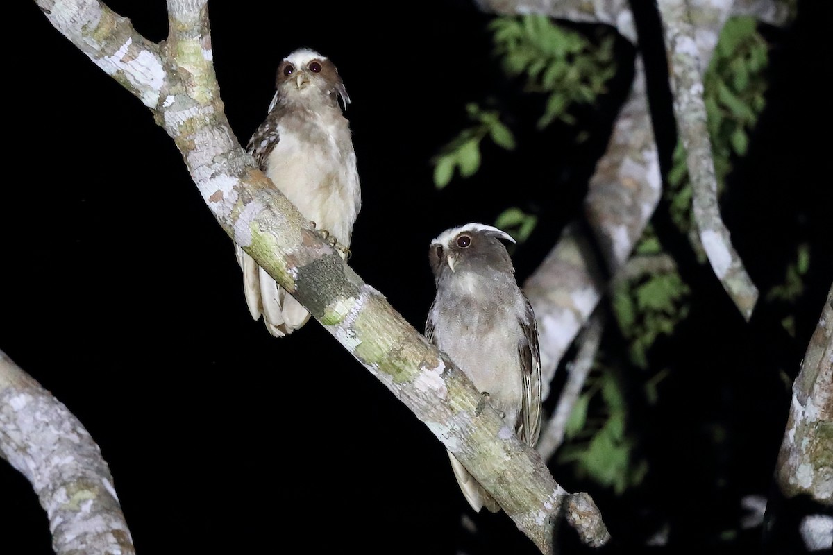 Crested Owl - ML616068493