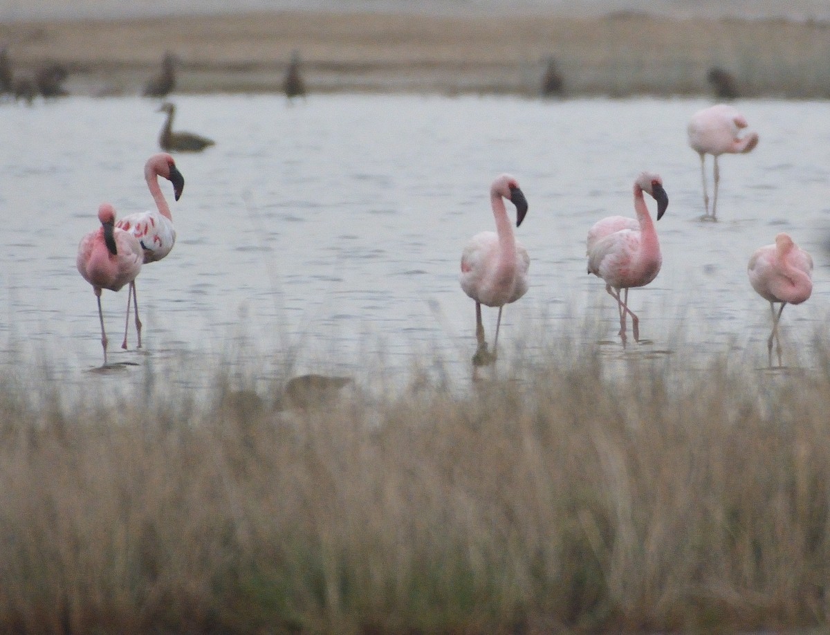 Lesser Flamingo - ML616068495