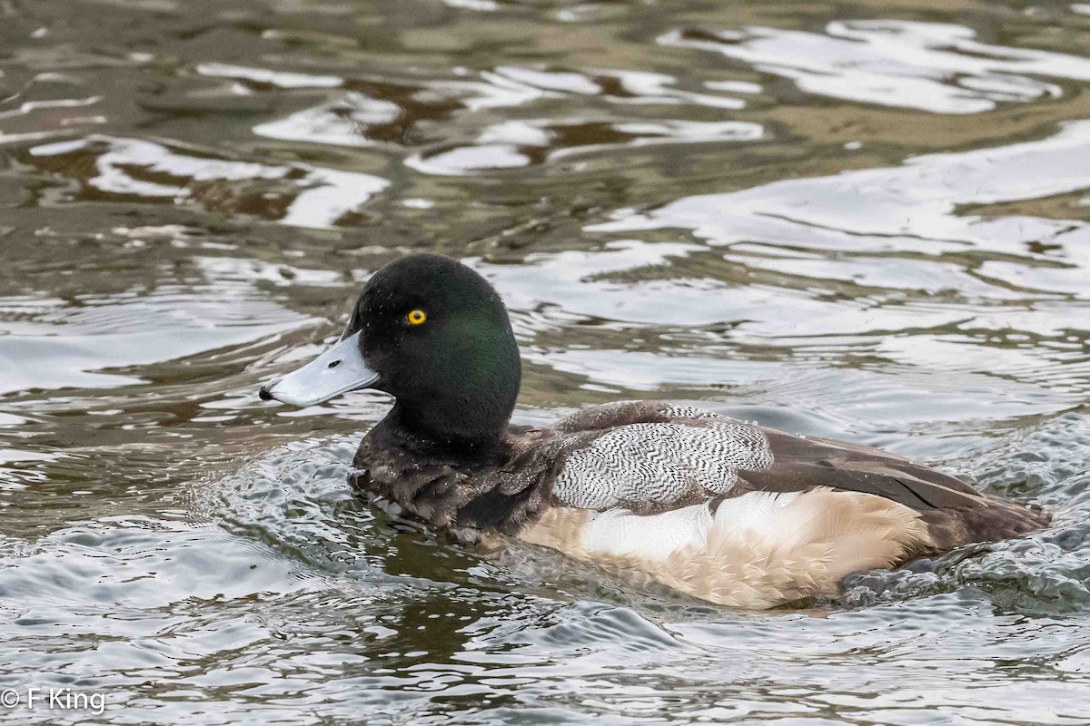 Greater Scaup - ML616068531