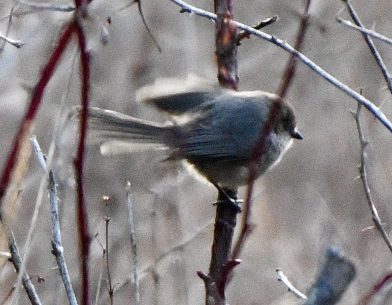 Bushtit - ML616068536