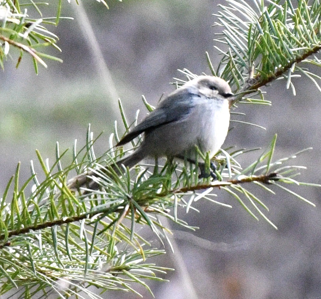 Bushtit - John/Linda Mendoza