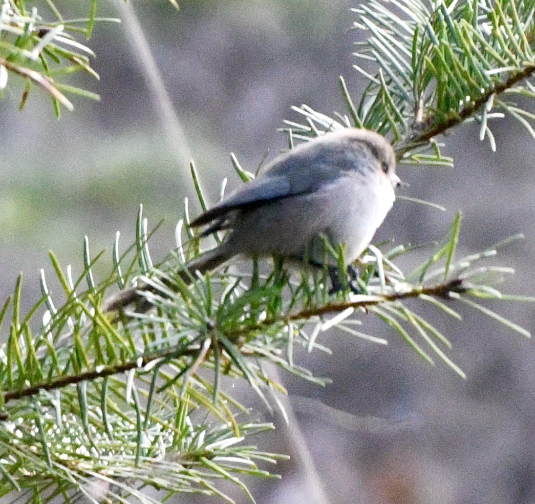 Bushtit - John/Linda Mendoza