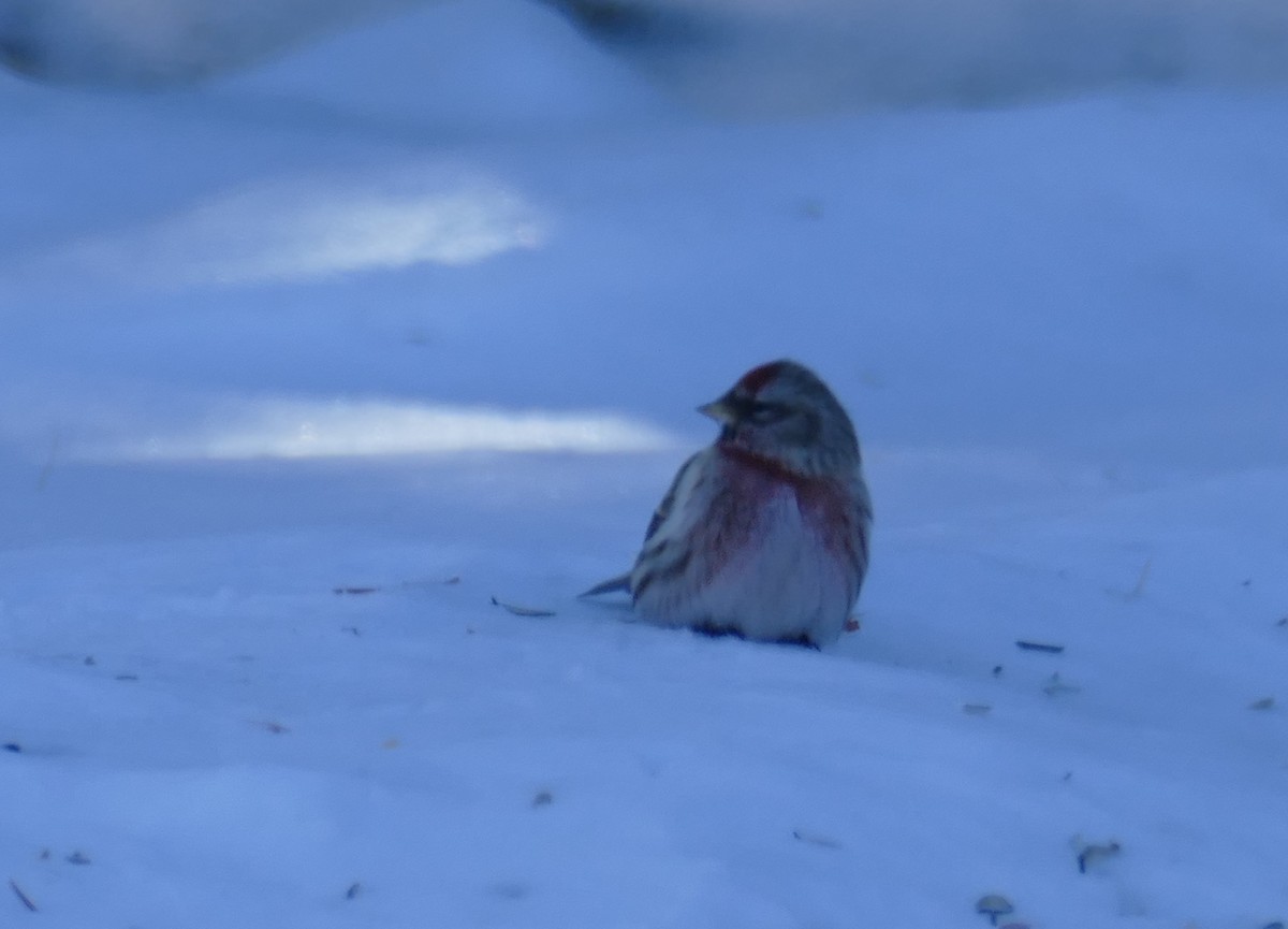 Common Redpoll - ML616068564