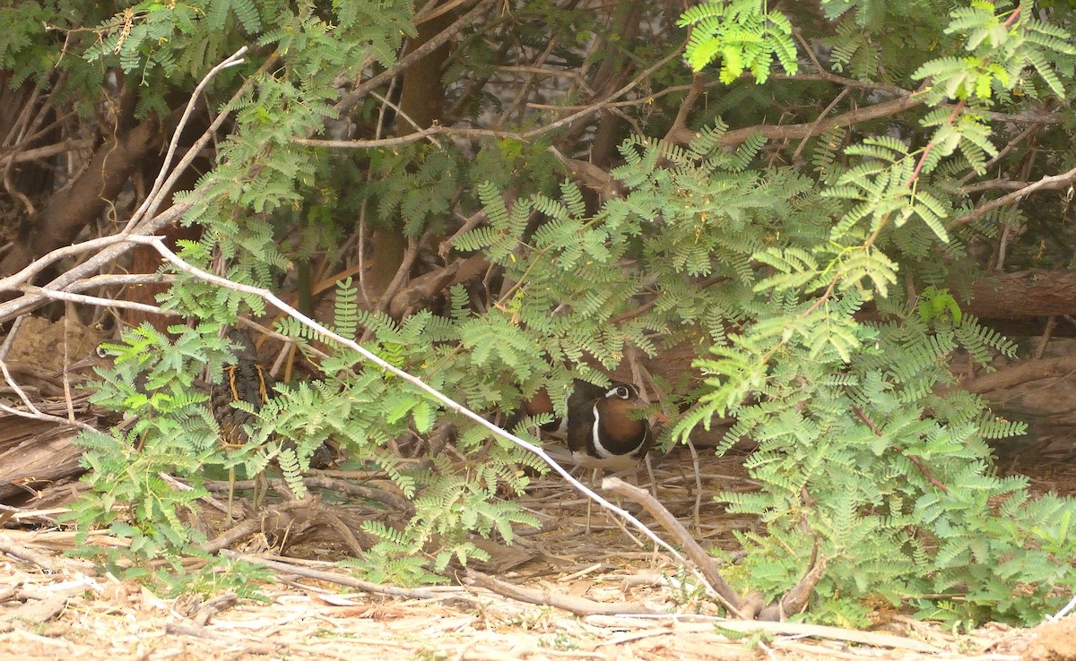 Greater Painted-Snipe - ML616068582