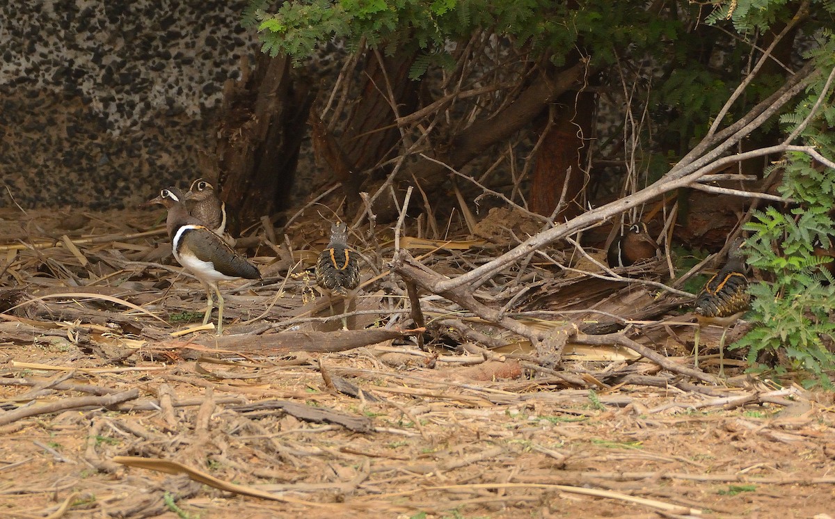 Greater Painted-Snipe - ML616068586