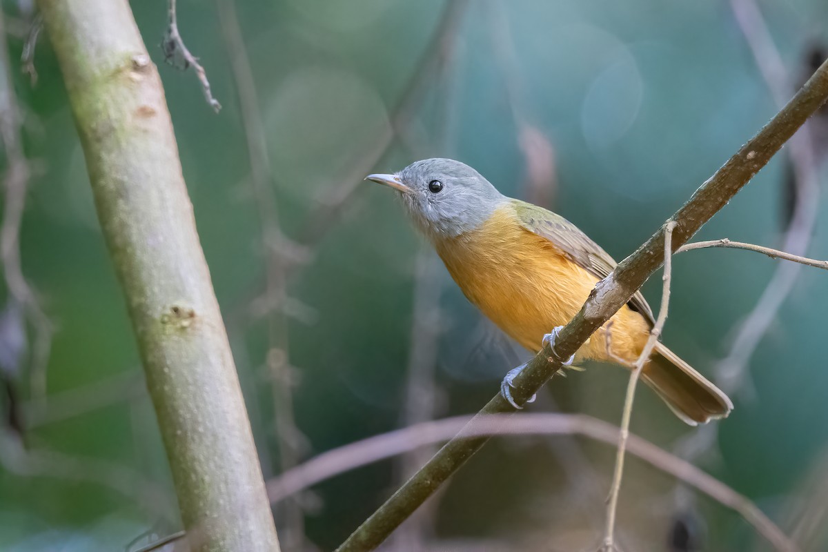 Gray-hooded Flycatcher - ML616068598