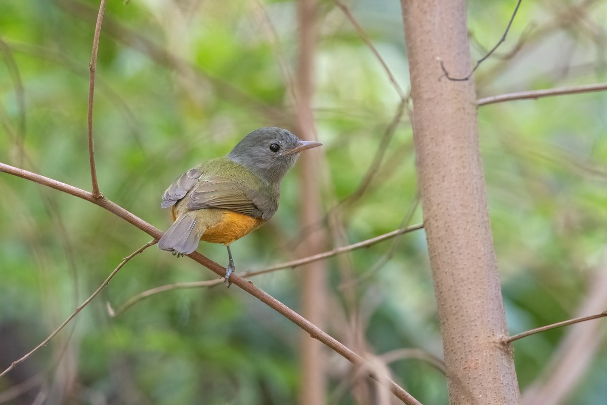 Gray-hooded Flycatcher - ML616068600