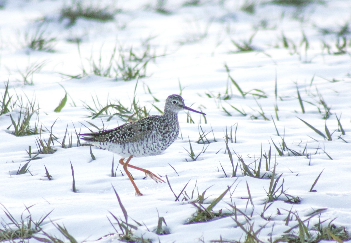 Greater Yellowlegs - ML616068604