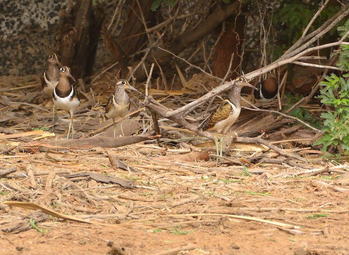 Greater Painted-Snipe - ML616068607