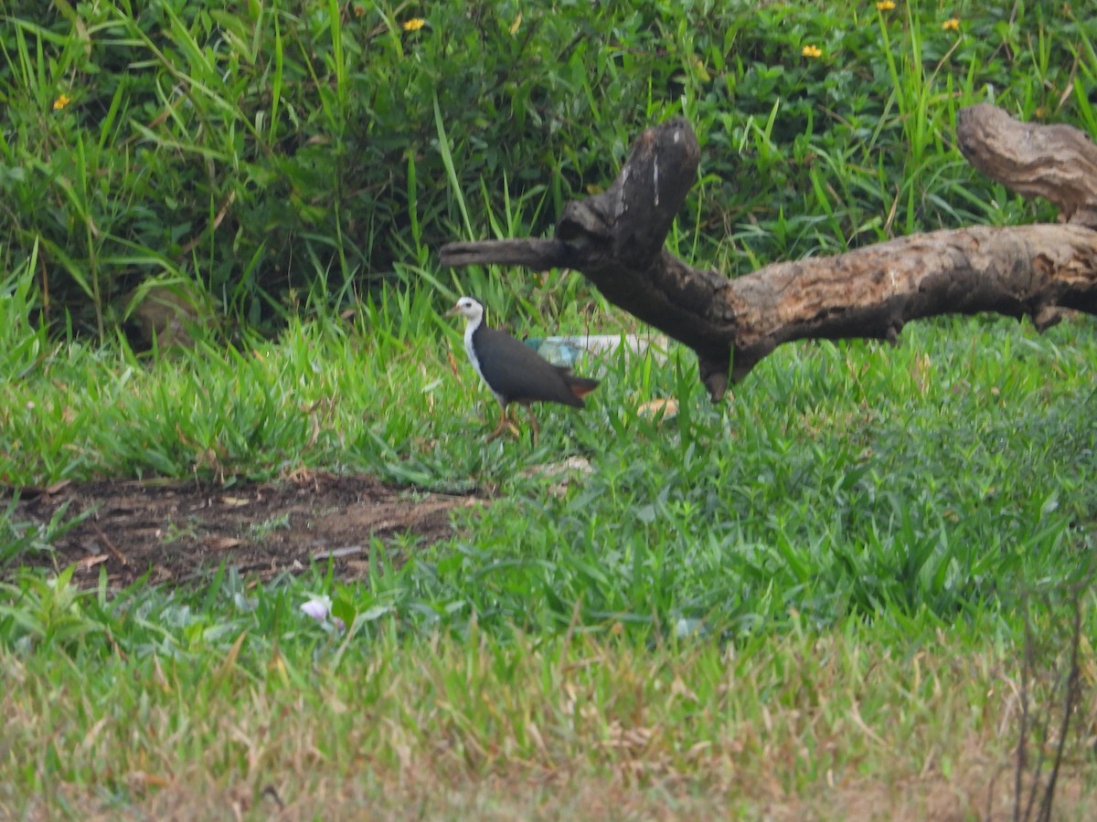 White-breasted Waterhen - ML616068662