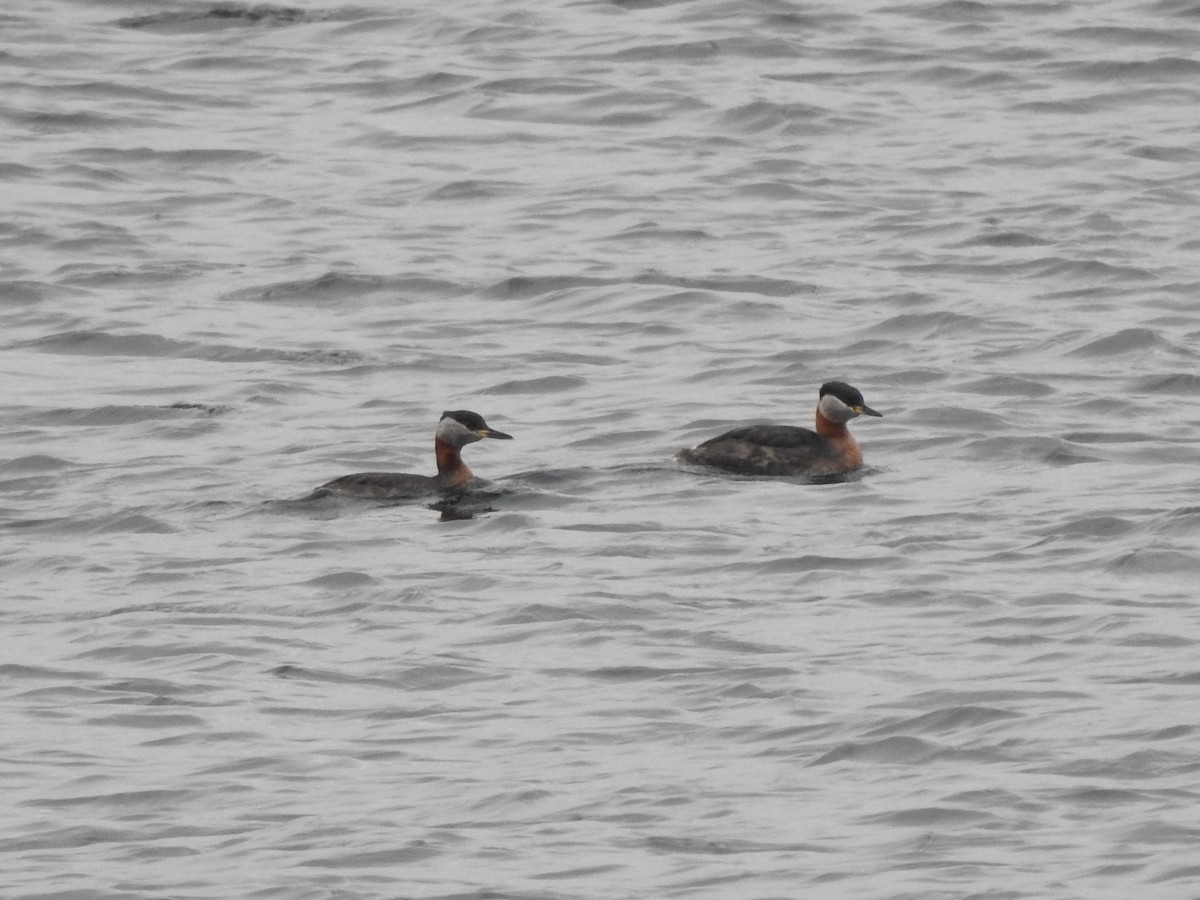 Red-necked Grebe - ML616068691