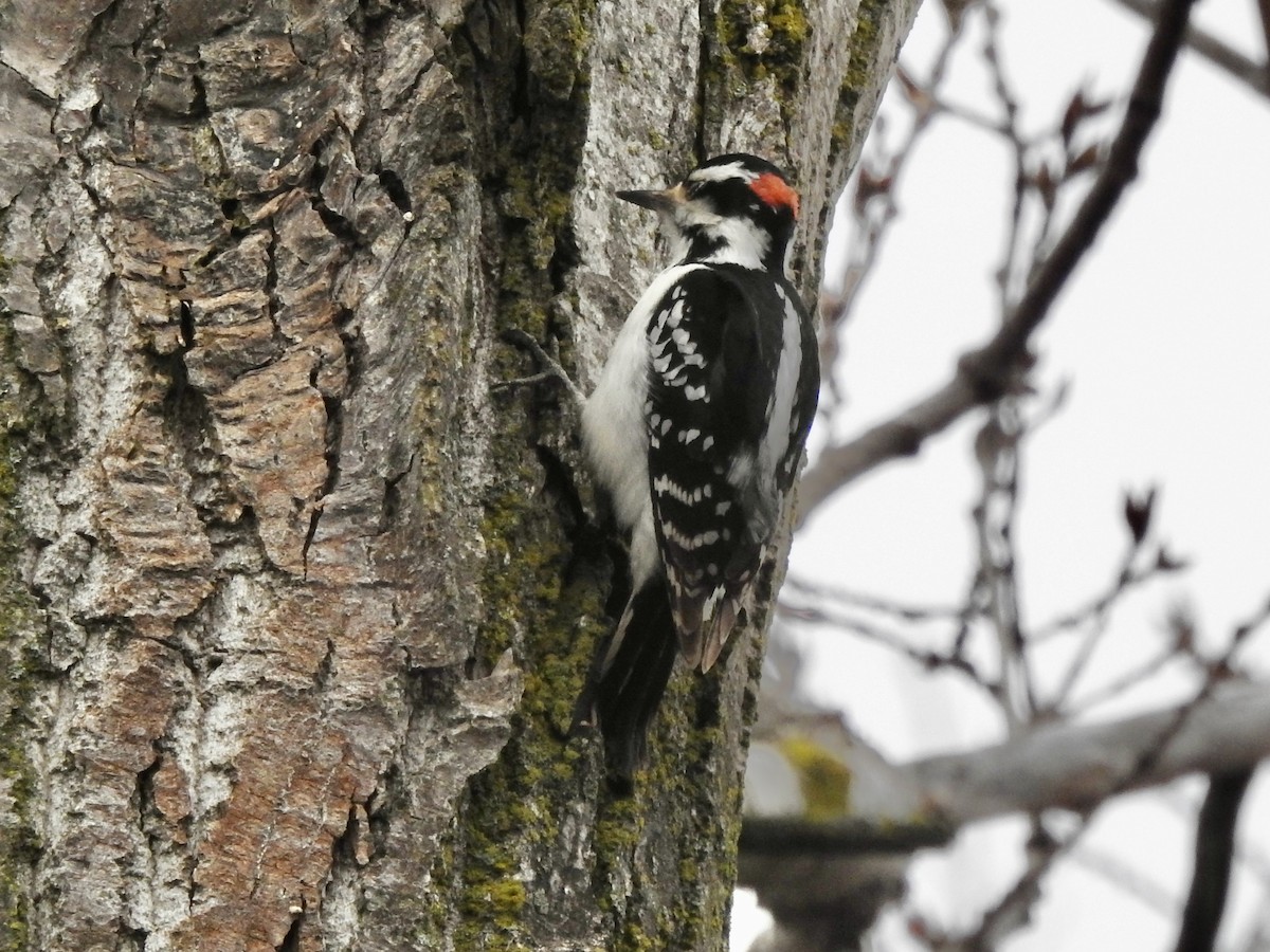 Hairy Woodpecker - ML616068696