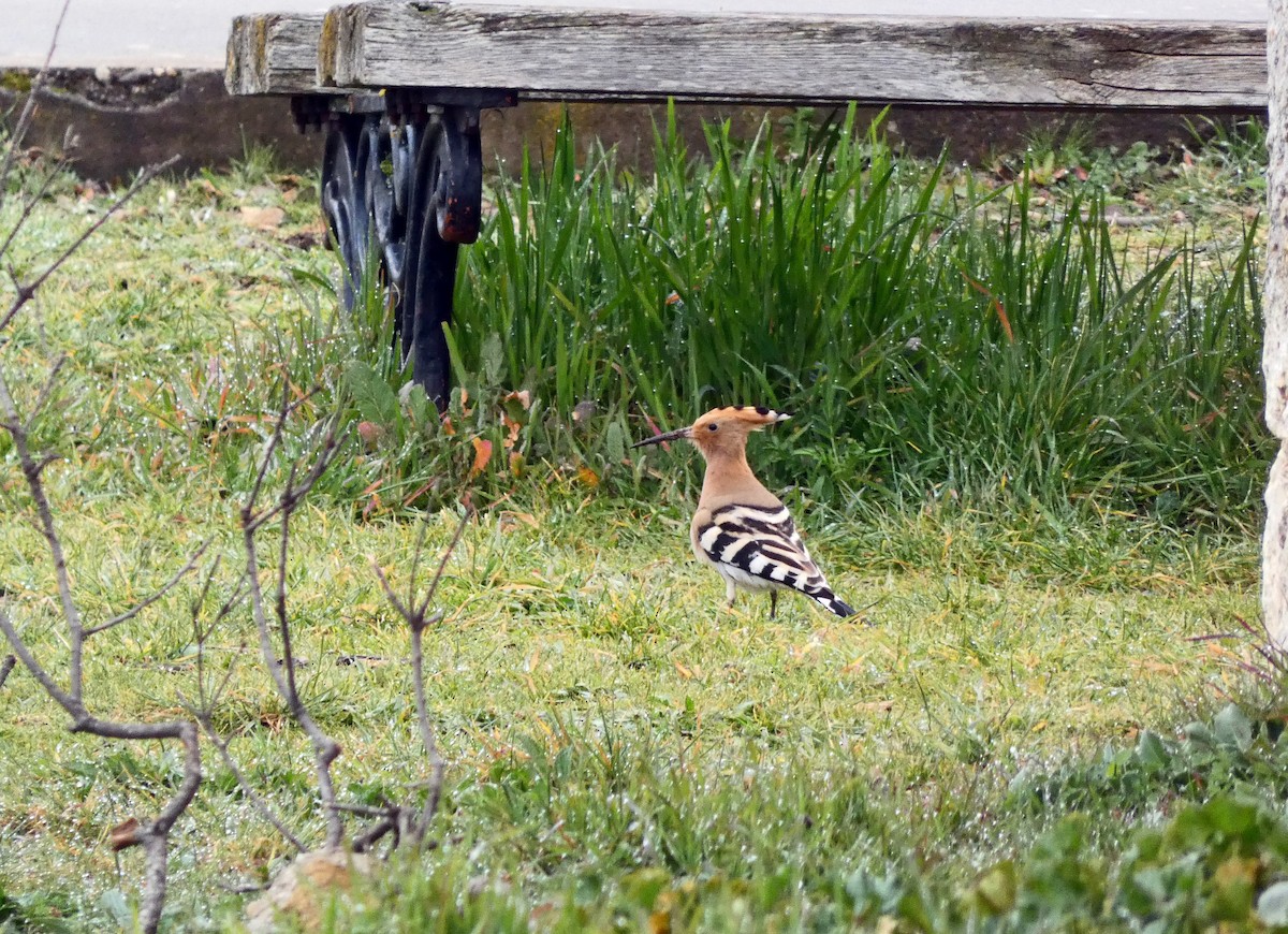 Eurasian Hoopoe - Francisco Javier Calvo lesmes