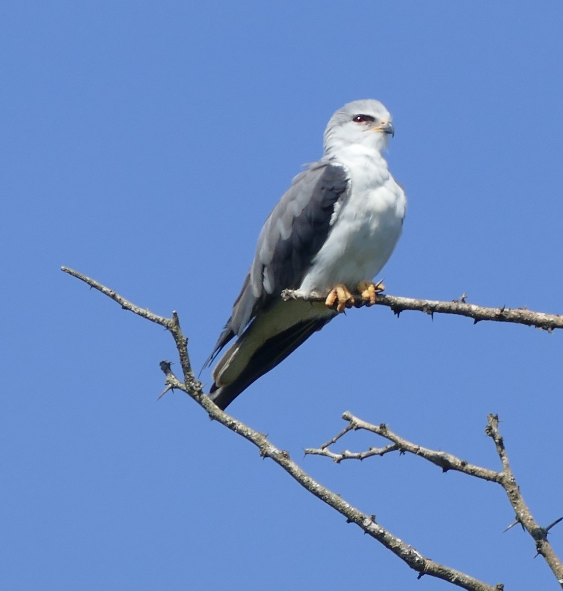 黑翅鳶 - ML616068773