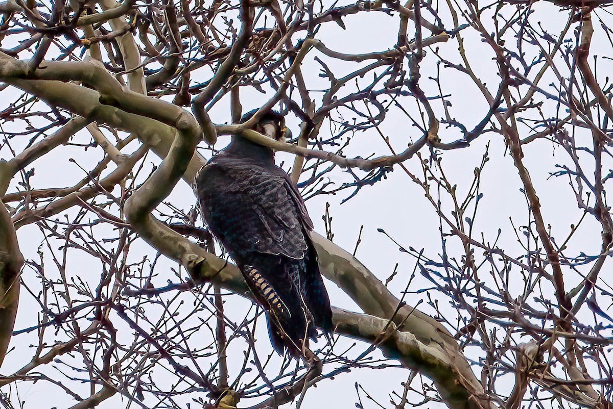 Peregrine Falcon - Gustino Lanese