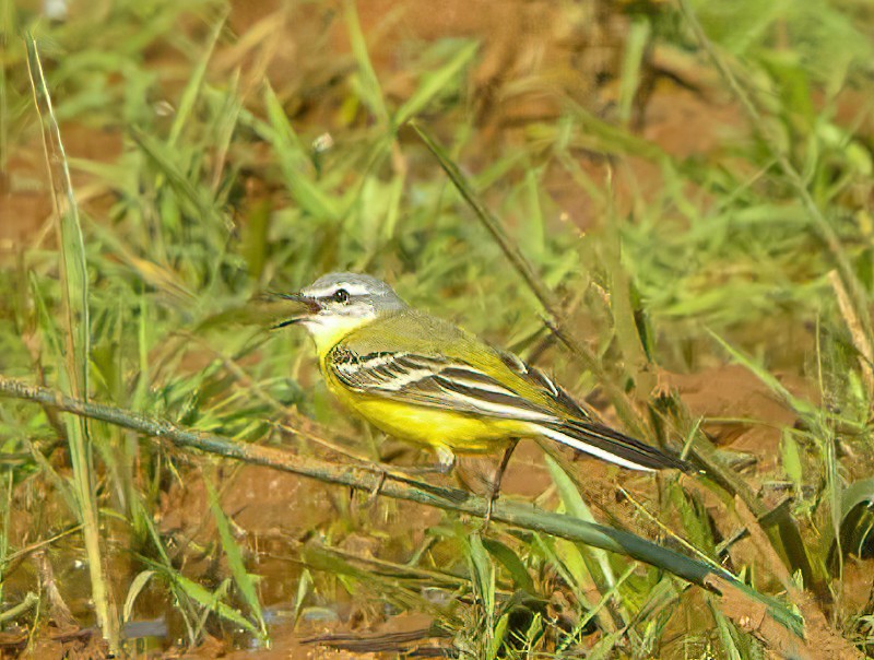 Western Yellow Wagtail (flava/beema) - ML616068882