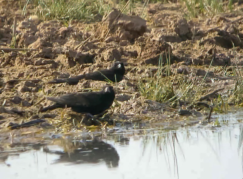 Calandria Negra - ML616068909