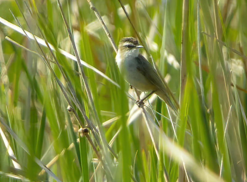 Paddyfield Warbler - ML616068921