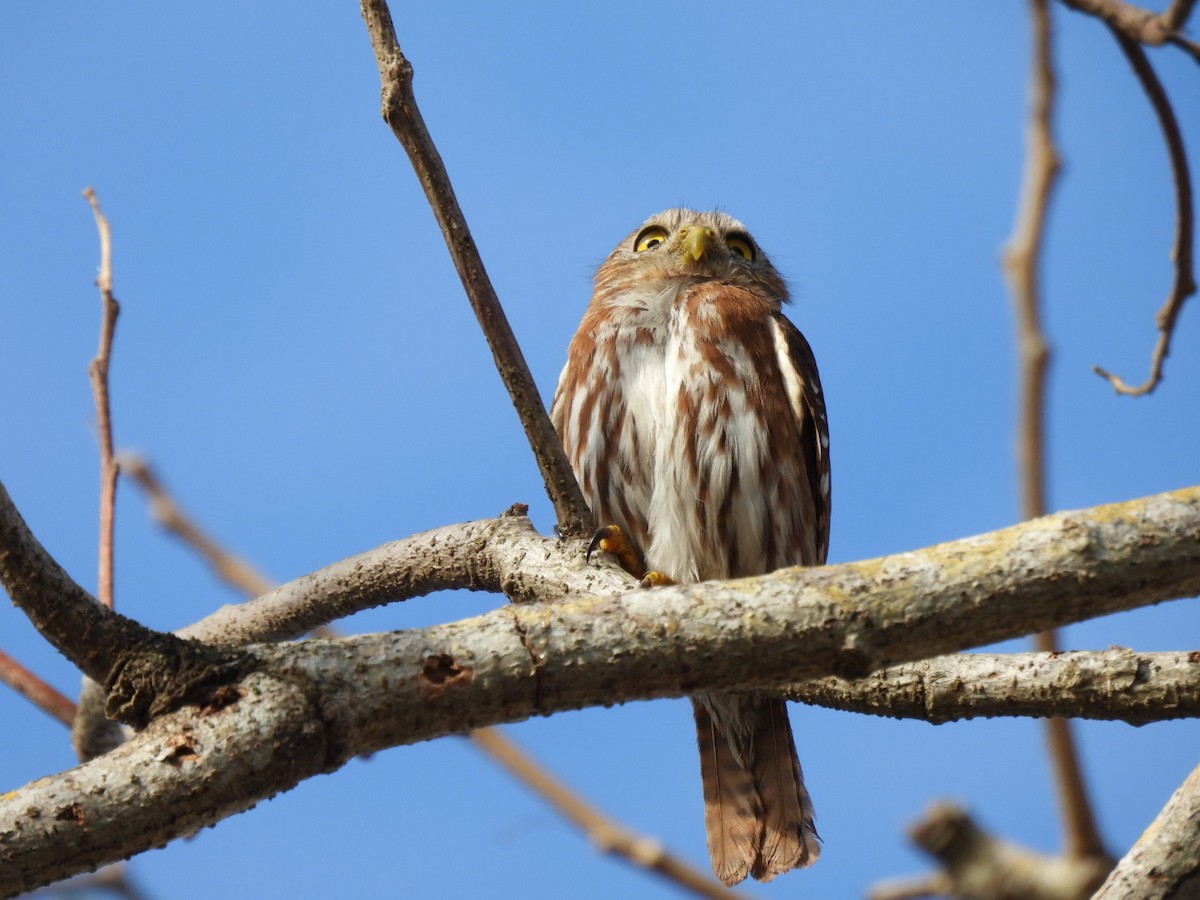 Ferruginous Pygmy-Owl - ML616068937