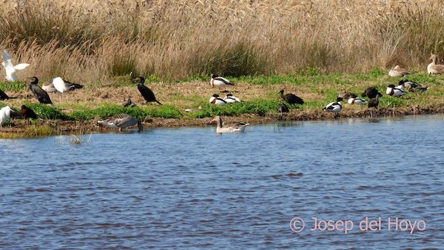 Чапля єгипетська (підвид ibis) - ML616068967