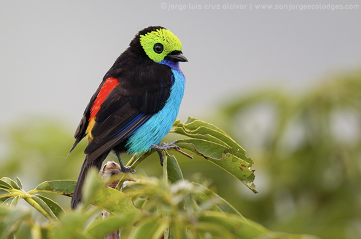 Paradise Tanager - ML616069012