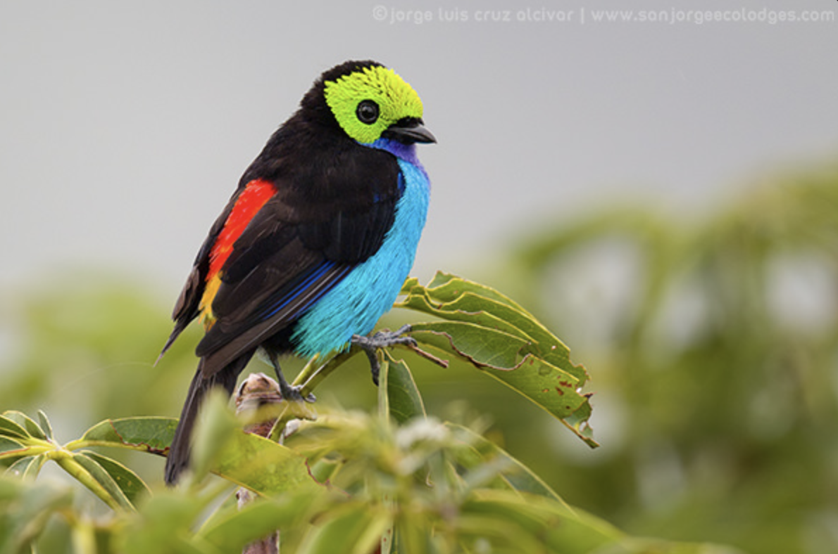 Paradise Tanager - Jorge Luis Cruz Alcivar - Magic Birding Tours