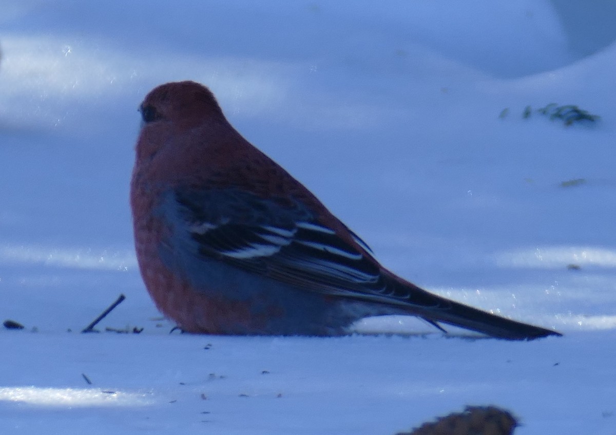 Pine Grosbeak - ML616069036