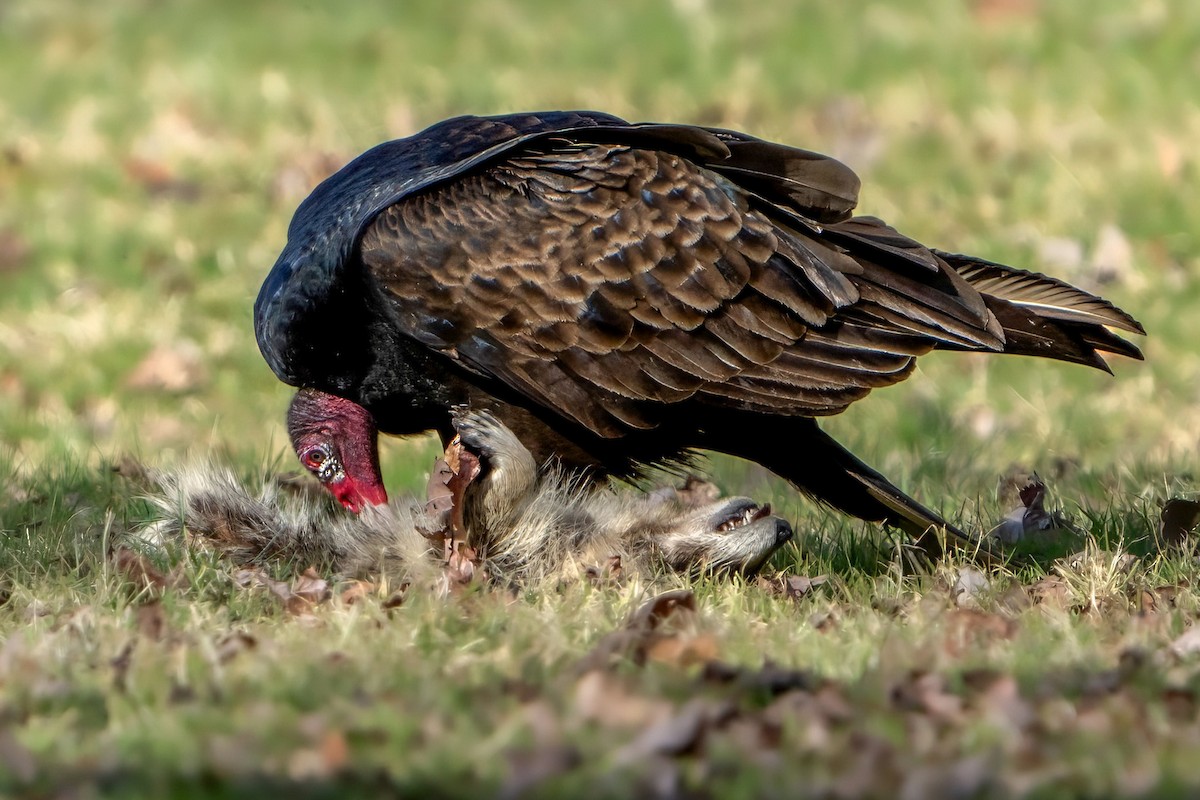 ヒメコンドル - ML616069051