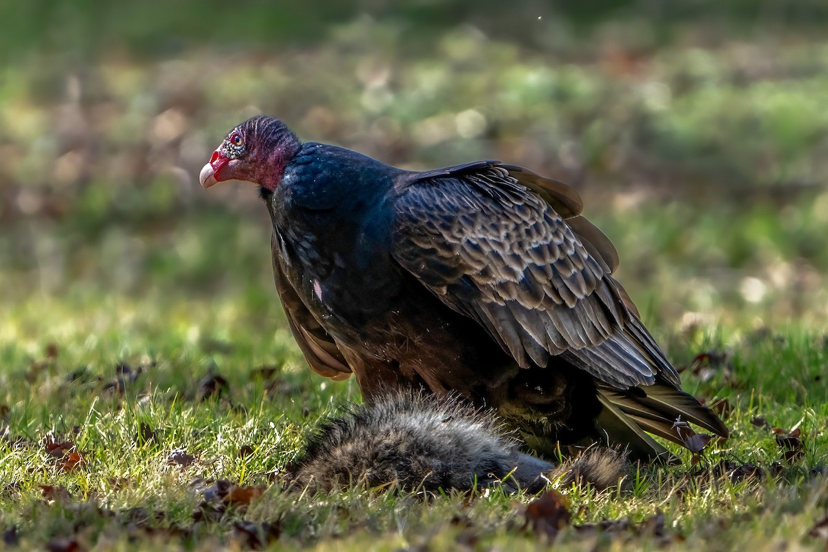 ヒメコンドル - ML616069052