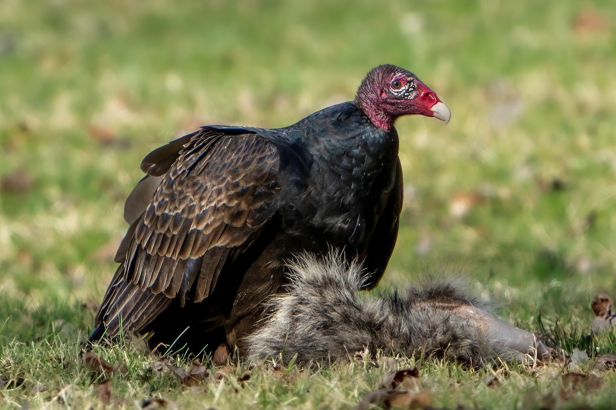 ヒメコンドル - ML616069053