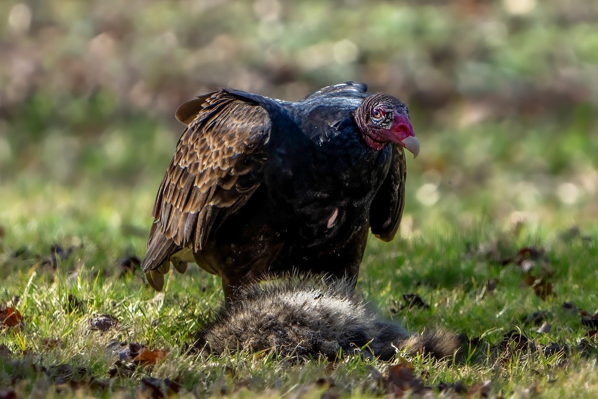 ヒメコンドル - ML616069054