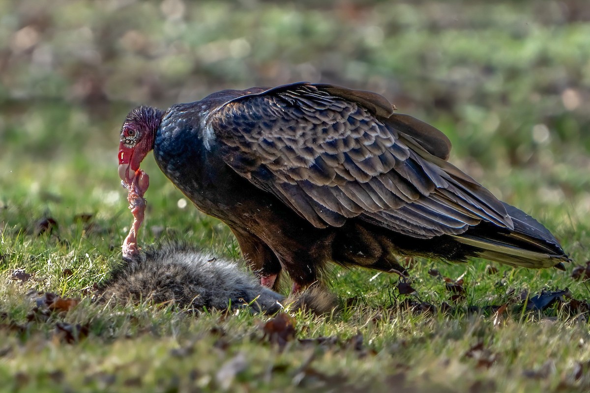 ヒメコンドル - ML616069055