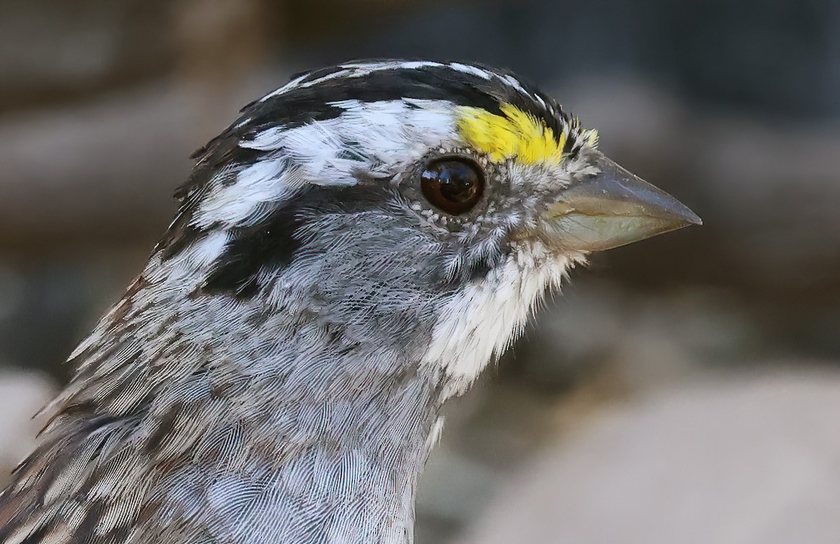 White-throated Sparrow - Ad Konings