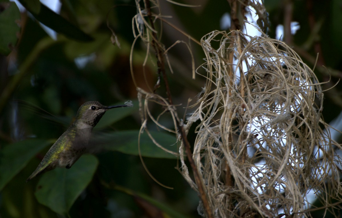 Anna's Hummingbird - ML616069172