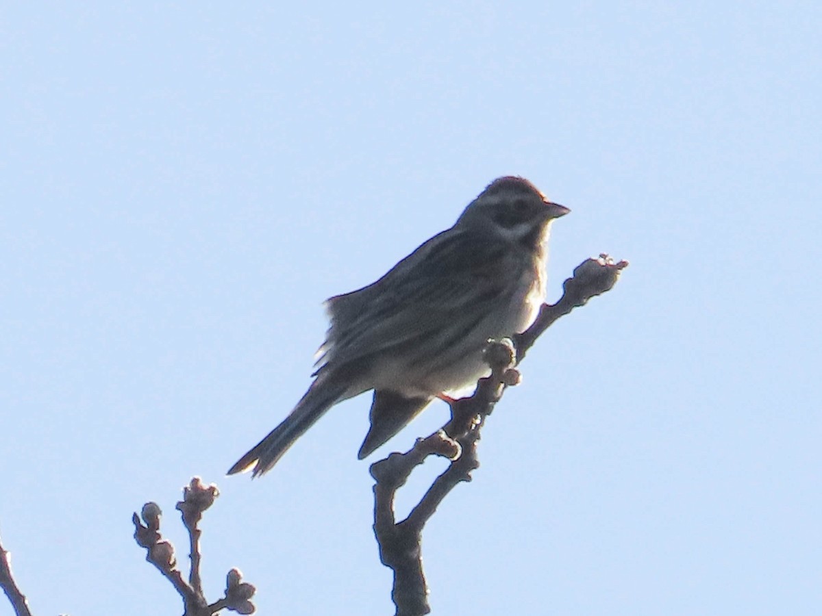 Reed Bunting - Ana  Botelho