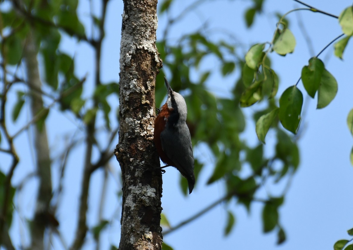 Indian Nuthatch - ML616069213