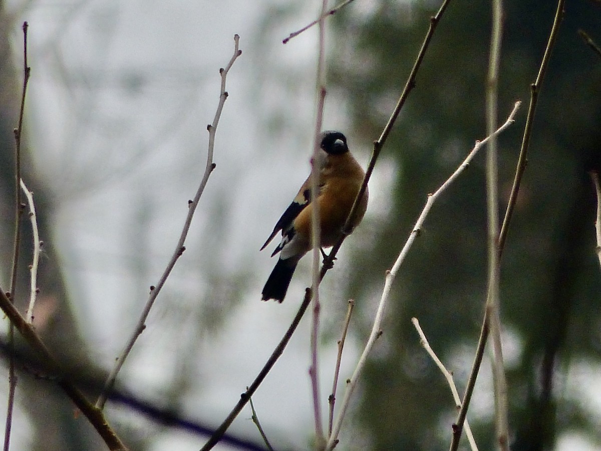 Orange Bullfinch - Jenny Bowman