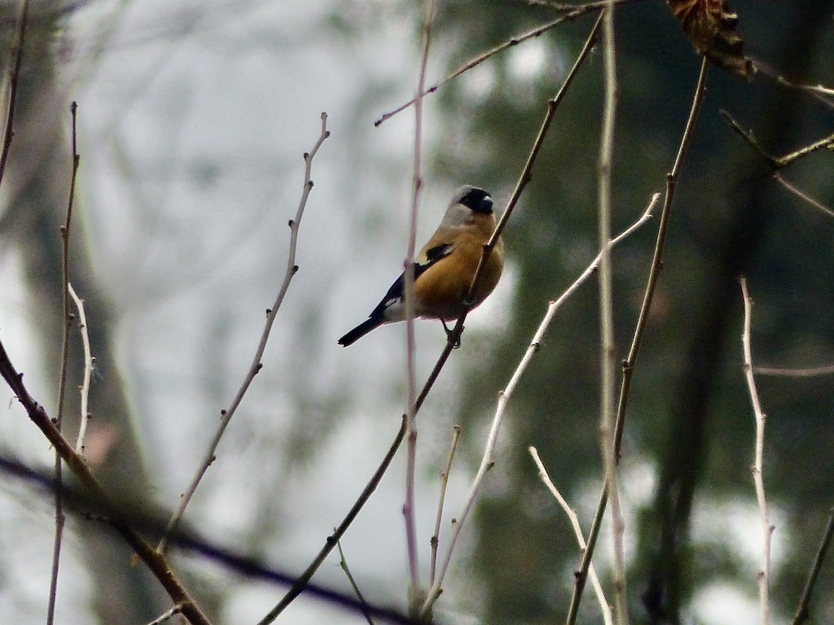 Orange Bullfinch - Jenny Bowman